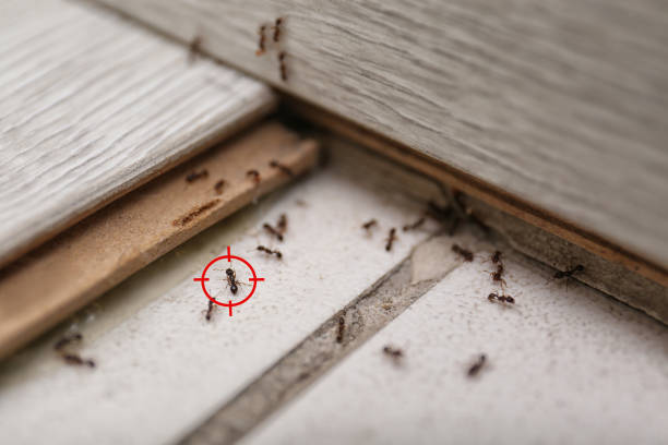 Best Pest Removal Services  in Farmville, VA